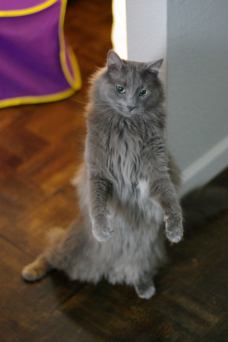 samba dancing cat
