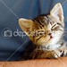 depositphotos_2846910-Baby-cat-portrait