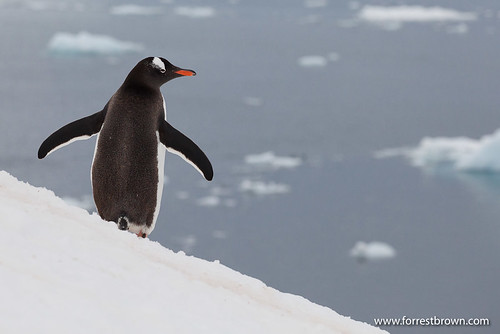 2010-11-23 Antarctica_7253