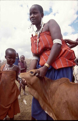 Maasai woman holds her calf immunized against East Coast fever