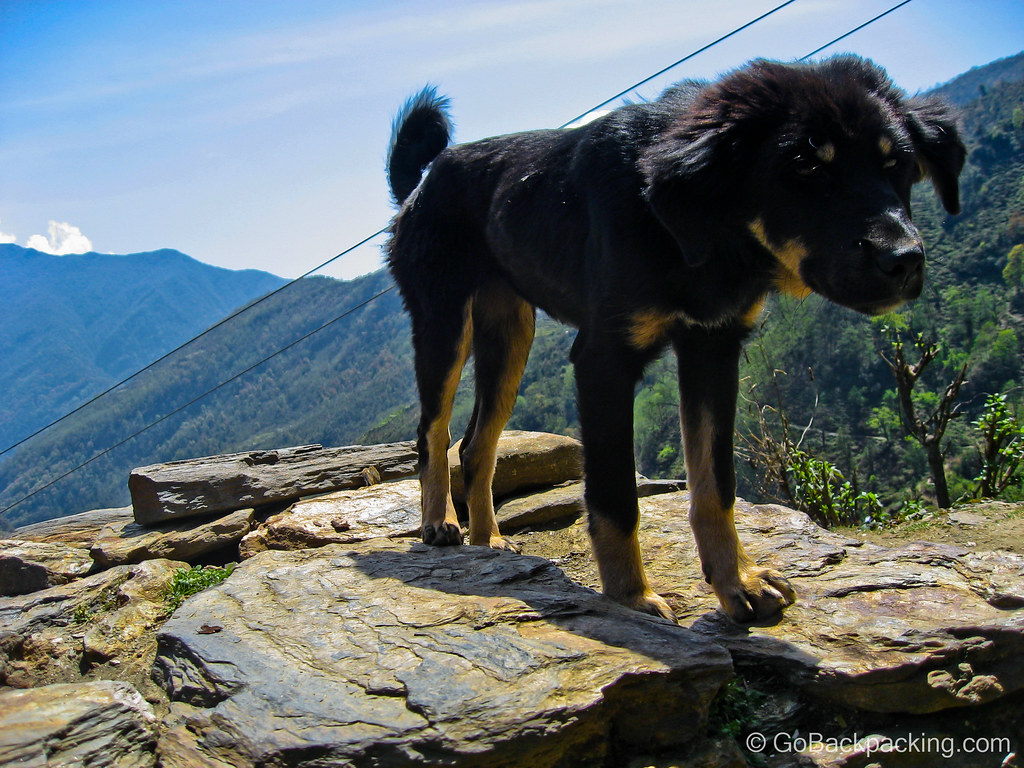 Dog in Nepal's Himalaya
