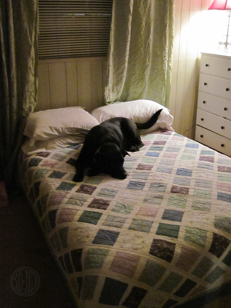 she sleeps on my bed!
