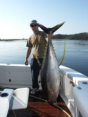 Magnificent Yellowfin Tuna
