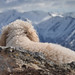 Yjorba curled up on a mountain ridge. Near the Blacktail Ptarmigan Rocks, Alaska