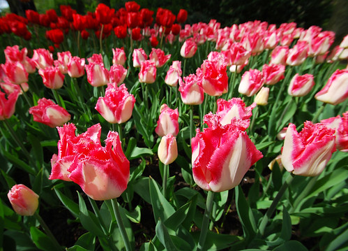 Keukenhof Tulips Garden44