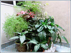 The elegance of Southern Maidenhair Fern and other foliage plants at a corner of our courtyard, Feb 25 2011
