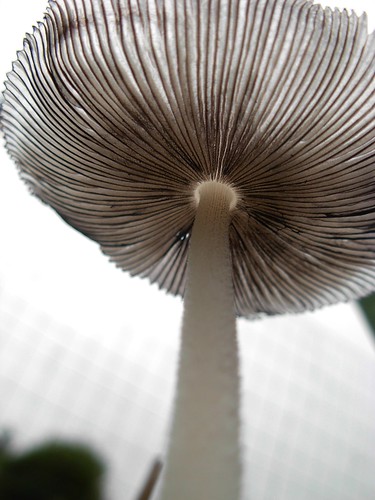 April mushroom 