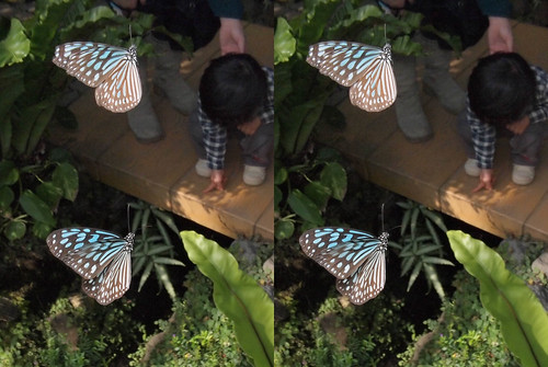 Ideopsis similis, stereo parallel view