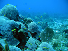 Anglų lietuvių žodynas. Žodis reefs reiškia rifai lietuviškai.