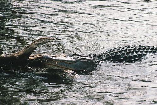 Florida Anhinga Trail alligator