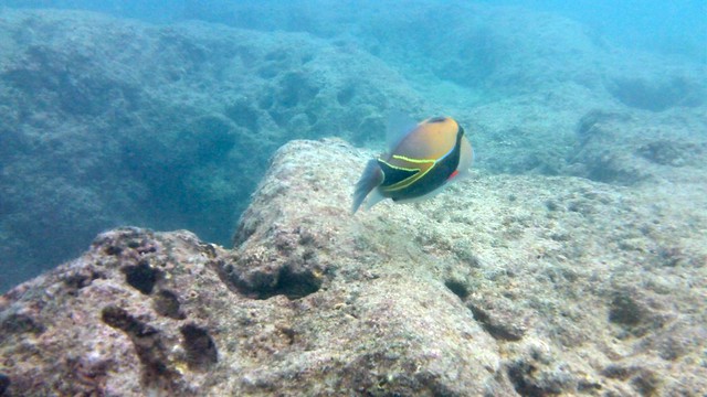Hanauma Bay, Oahu, Hawaii, snorkeling