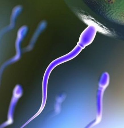 spermatozoi