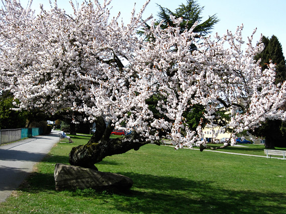 Vancouver Cherry Blossom Festival 2009