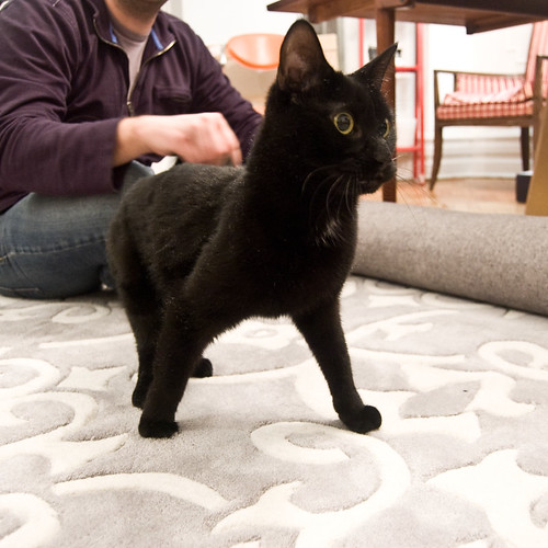new rug