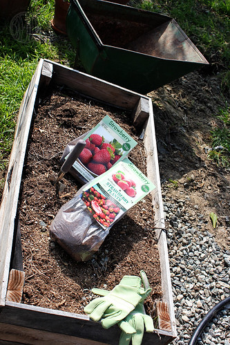 future strawberries!