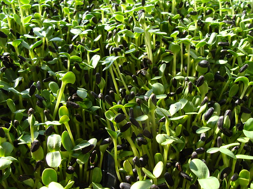 Close-up of Shoots