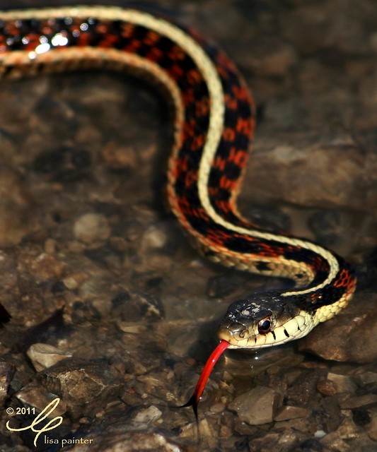 Red-Sided Garter Snake