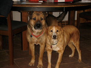 Fred and Wilma of the Mojave Desert dogs