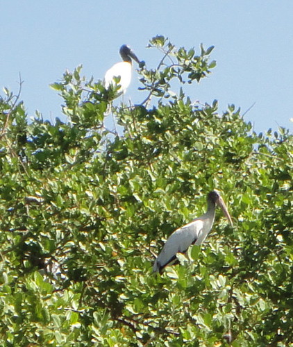 Palo Verde, Isla Pájaros