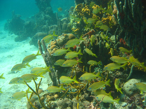 Snorkeling nas Islas del Rosario