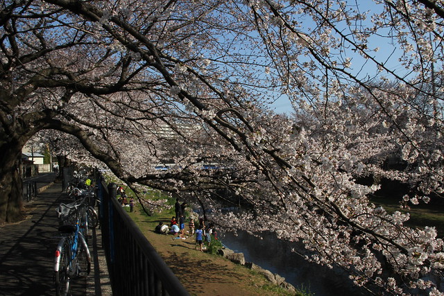 ちょっと遅めですが、今年も、野川に桜の季...