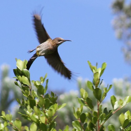 Cape Sugarbird takes flight