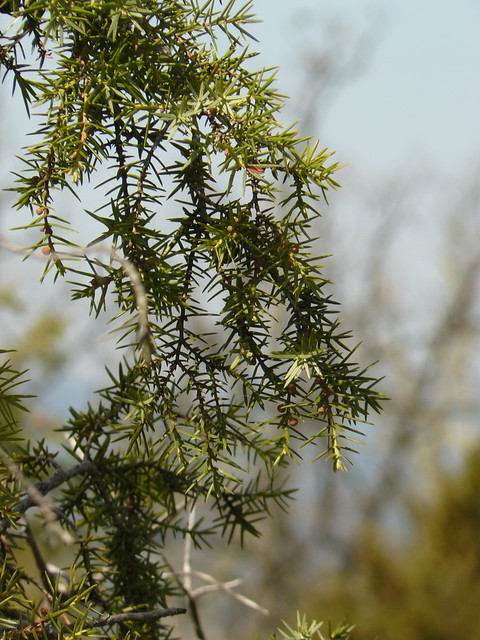juniperus oxicedrus