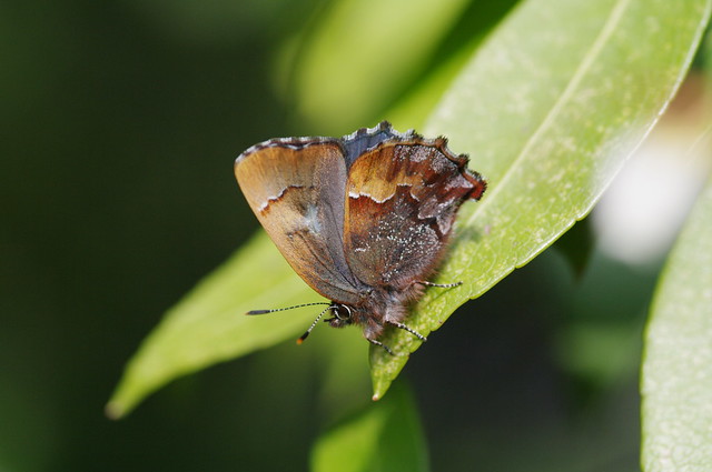 Callophrys ferrea