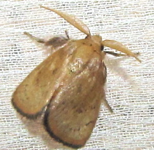 ecosystem/fauna/Moth(Spatulifimbria sp.)