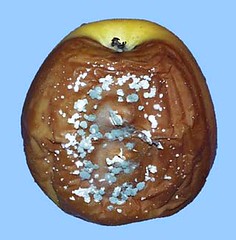Blue mold caused by Penicillium expansum on Golden Delicious apple. Photo courtesy Wojciech Janisiewicz, USDA.