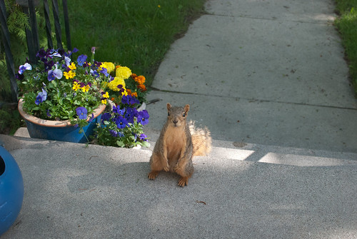 my squirrel stalker