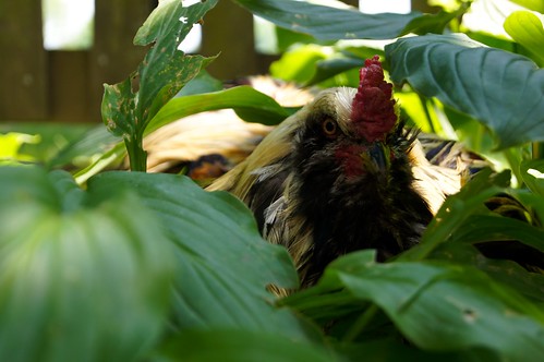 Guerilla Rooster