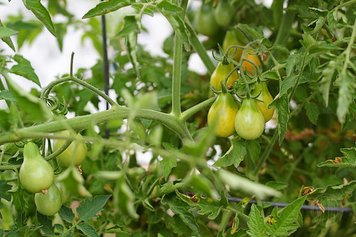yellow pear tomatoes ripening...