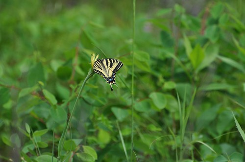Tiger Swallowtail 1
