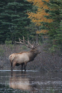 Quebec Elk & Red Stag Hunt 38