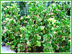 Alternanthera ficoidea with colourful variegated foliage (green-yellow-pink) in our garden