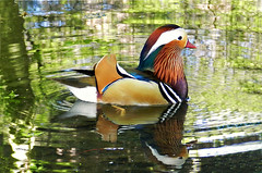 Mandarina  Duck . . . . . Explore!