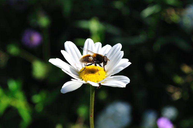 Bee pollinating on a flower<br/>© <a href="https://flickr.com/people/60174932@N05" target="_blank" rel="nofollow">60174932@N05</a> (<a href="https://flickr.com/photo.gne?id=5798273184" target="_blank" rel="nofollow">Flickr</a>)