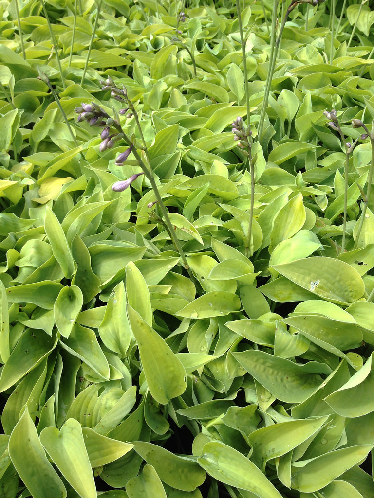 Hosta 'Gold Edger'