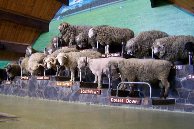 Agrodome Sheep Farm 