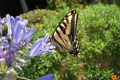 Spread Your Wings: Western Swallowtail Butterfly