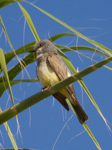 Cassin's Kingbird • <a style="font-size:0.8em;" href="http://www.flickr.com/photos/59465790@N04/9603271813/" target="_blank">View on Flickr</a>