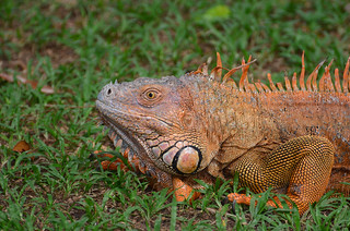 Male Green Iguana