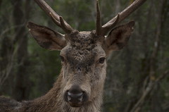 Retrato de ciervo en Cazorla • <a style="font-size:0.8em;" href="http://www.flickr.com/photos/15452905@N02/30905442530/" target="_blank">View on Flickr</a>