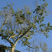 Árvores do Parque Estadual Acaraí. • <a style="font-size:0.8em;" href="http://www.flickr.com/photos/39546249@N07/9379836090/" target="_blank">View on Flickr</a>