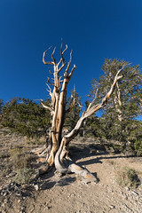 Ancient Bristlecone Pine Forest
