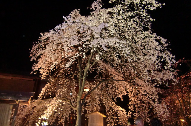一本桜は威厳を感じられ、空の闇と桜色のコントラストととも絶。｜祇園白川
