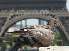 Tour Eiffel et un pigeon qui se fait photographier par les touristes