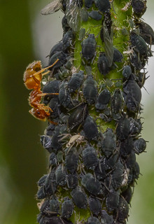 Ant Collecting Honeydew