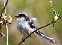 Long-tailed Tit After Spring Bath
